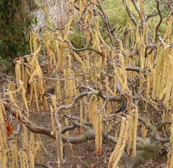 雲竜ヘーゼルナッツ（青葉）雲竜ハシバミ《果樹苗》
