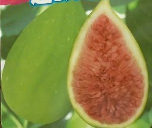 【6寸鉢植え：大株】バローネ バナーネ ロングドゥート ジャンボイチジク《果樹苗》