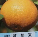 甘夏 苗木 紅甘夏(ベニアマナツ)《果樹苗》 柑橘苗 苗木 接木 苗 みかん