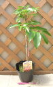ライチ・レイシ（玉荷苞）取り木苗（13.5センチポット植え）《熱帯果樹苗》