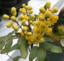 柊南天（ヒイラギナンテン）　メキシコ　芳香種 3寸ポット植え　樹高15〜20センチ程度 メギ科ヒイラギナンテン属の常緑低木 開花時期：3月頃 ＊ヒイラギナンテンの一種ですが、詳しいことは不明です。 ＊春先の3月頃に黄色い花を咲かせます。 ＊とても良い香りを放ちます！ 葉にはギザギザがあり柊に似ており、樹形が南天に 似ていることから、ヒイラギナンテンと名付けられる。 常緑樹ですが、冬に低温にあたると葉が赤色や銅色に 変化します。