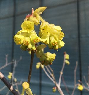 トサミズキ（土佐水木）5寸ポット植え