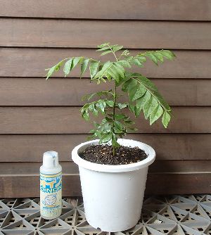 【5寸鉢植え】カレーノキ（カレーの木）カレーリーフの木
