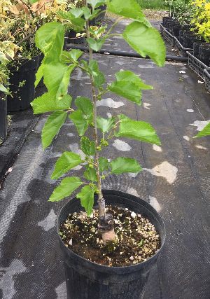 白実桑（ホワイトマルベリー）接ぎ木　6寸鉢植え