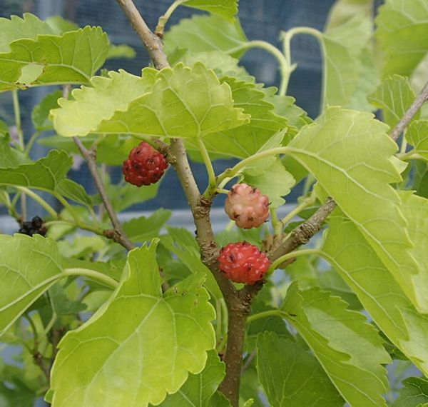 山桑　5寸鉢植え　ヤマグワ　苗木