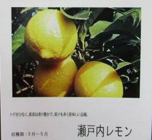 レモン　瀬戸内レモン（せとうちれもん）　果樹苗　 接木2年苗、高さ約80センチ程度、ポット植え 規格：5号ポット植え、 接ぎ木2年生苗、 樹高：80センチ程度 檸檬　レモン　れもん　瀬戸内レモン：トゲが少なく果実は香り豊かで果汁も多く美味しいレモンです。 ＊プロカットツリーとは、本来、みかん農家様が行っている剪定を苗木生産職人が一般消費者向けに行っており、それぞれ枝を選び仕立てた果樹苗です。ご家庭で実が付きやすく美しい樹形に育つ苗木です。 管理のポイント 柑橘類は蒸散が激しいので植えつけ後の乾燥に注意する 根元に敷きワラなどをして乾燥や寒さを防ぎます。 排水の良い場所を好みます。 特に日光を好むので、日当たりの良い場所に植える。 植える穴を深く広く掘ってください。 3月と10月には固形肥料を与える。　