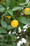 ヤマトタチバナ　（大和橘）　：果樹苗　日本橘　倭橘
