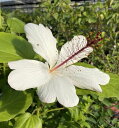 【ハイビスカス】【5寸鉢植え】ハイビスカス プナルウエンシス 苗 苗木 【熱帯植物・トロピカルフラワー・ハワイアンフラワー・ハイビスカス】