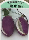 ジャンボアケビ（紫水晶）三つ葉あけび　大実アケビ《果樹苗》