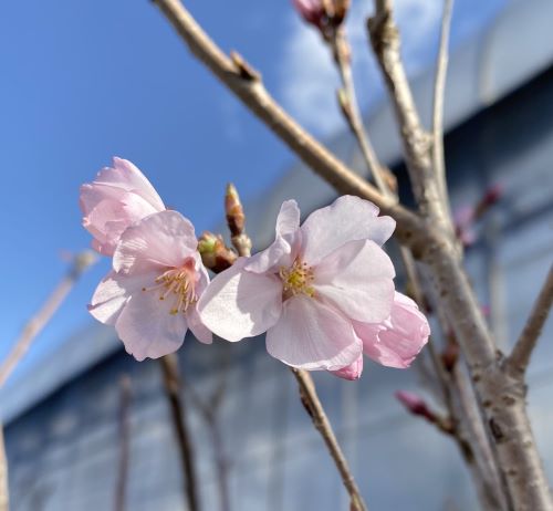 【桜苗木】 江戸彼岸桜【庭木花木・桜・サクラ・さくら】