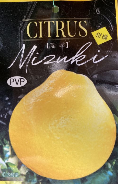 瑞季　(ミズキ) 苗木《果樹苗》　柑橘　PVP　みずき　文旦