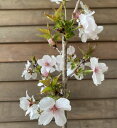 桜 苗木 【8寸鉢植え】三波川冬桜 桜苗木 苗木 苗 【庭木花木・桜・サクラ・さくら】桜の鉢植え