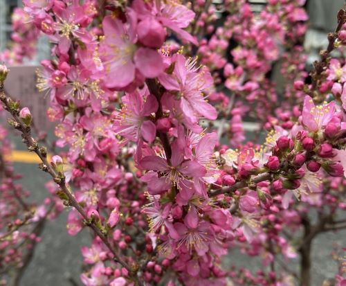 庭梅　ニワウメ（ハネズ）　6寸鉢植え　《果樹苗》