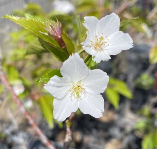 大島桜 桜 苗木 おおしまざくら オオシマザクラ【庭木 花木