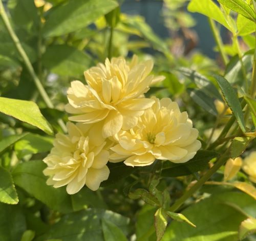 黄花　モッコウバラ（木香薔薇）八重咲き