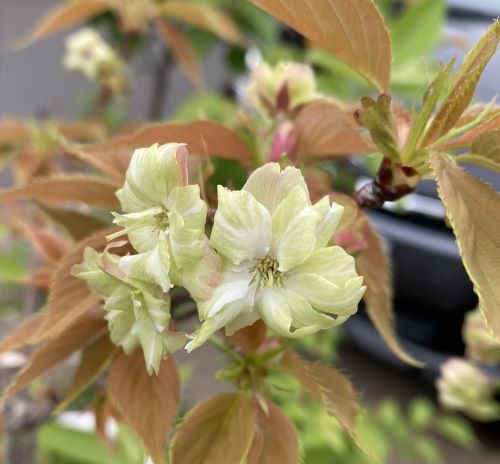 御衣黄 黄桜 桜 苗木 ギョウコウザクラ ぎょいこうざくら【庭木 花木 桜 サクラ さくら】