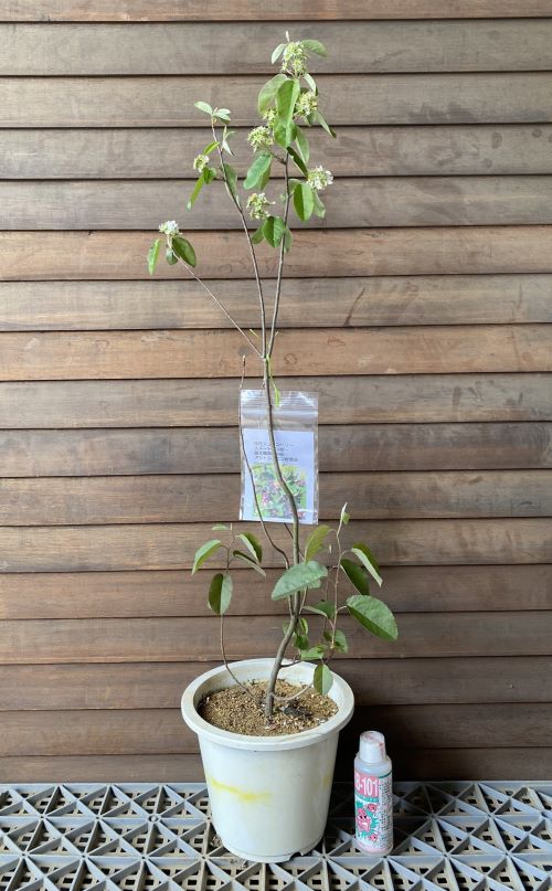 矮性ジューンベリー　スイートワンダー　（果樹苗）　6寸鉢植え　　ジュンベリーの仲間！