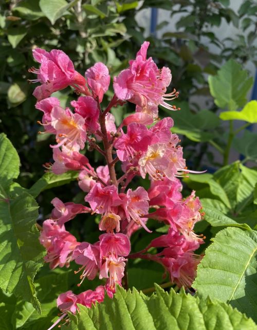 赤花マロニエ(赤花トチノキ）赤花栃の木