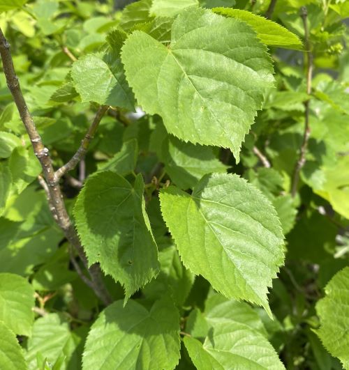 西洋菩提樹（セイヨウボダイジュ）5寸鉢植え　樹高40～60センチ程度