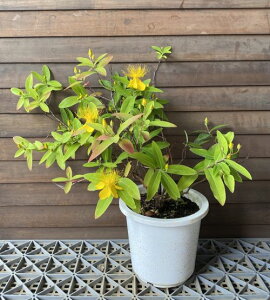 美女柳(ビジョヤナギ) 6寸鉢植え ビヨウヤナギ(美容柳) ヒペリカム 苗 苗木