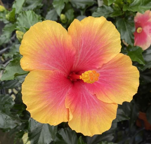 【ハイビスカス】【鉢植え】ハイビスカス　ミセスユミ　　【熱帯植物・トロピカルフラワー・ハワイアンフラワー・ハイビスカス】