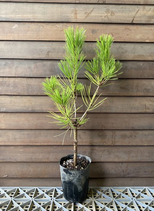 楽天市場】黒松 苗（盆栽｜花・観葉植物）：花・ガーデン・DIYの通販