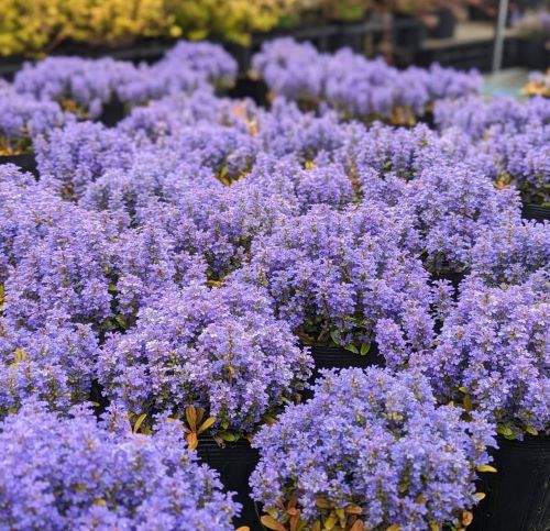 アジュガ　フェザーフレンズ　5寸ポット植え　ファンシーフィンチ　（品種登録出願済み）