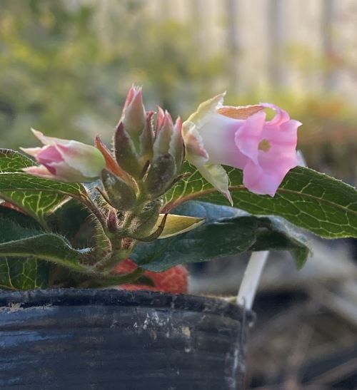 イワナシ　苗　苗木　ポット植え