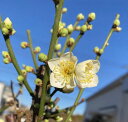月影(花梅)6寸鉢植え 樹高80~100センチ程度 苗 苗木【庭木花木・花梅・はなうめ・ハナウメ】ツキカゲ つきかげ