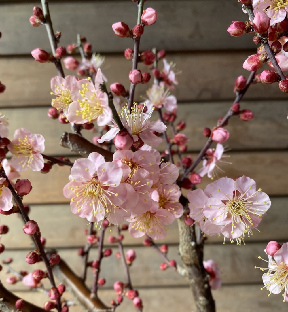 盆栽風花梅　紅冬至梅　6寸鉢植えのサムネイル