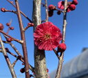 【6寸鉢植え】鹿児島紅梅 花梅 苗木 かごしまこうばい カゴシマコウバイ【庭木 花木 花梅 はなうめ ハナウメ】(4)