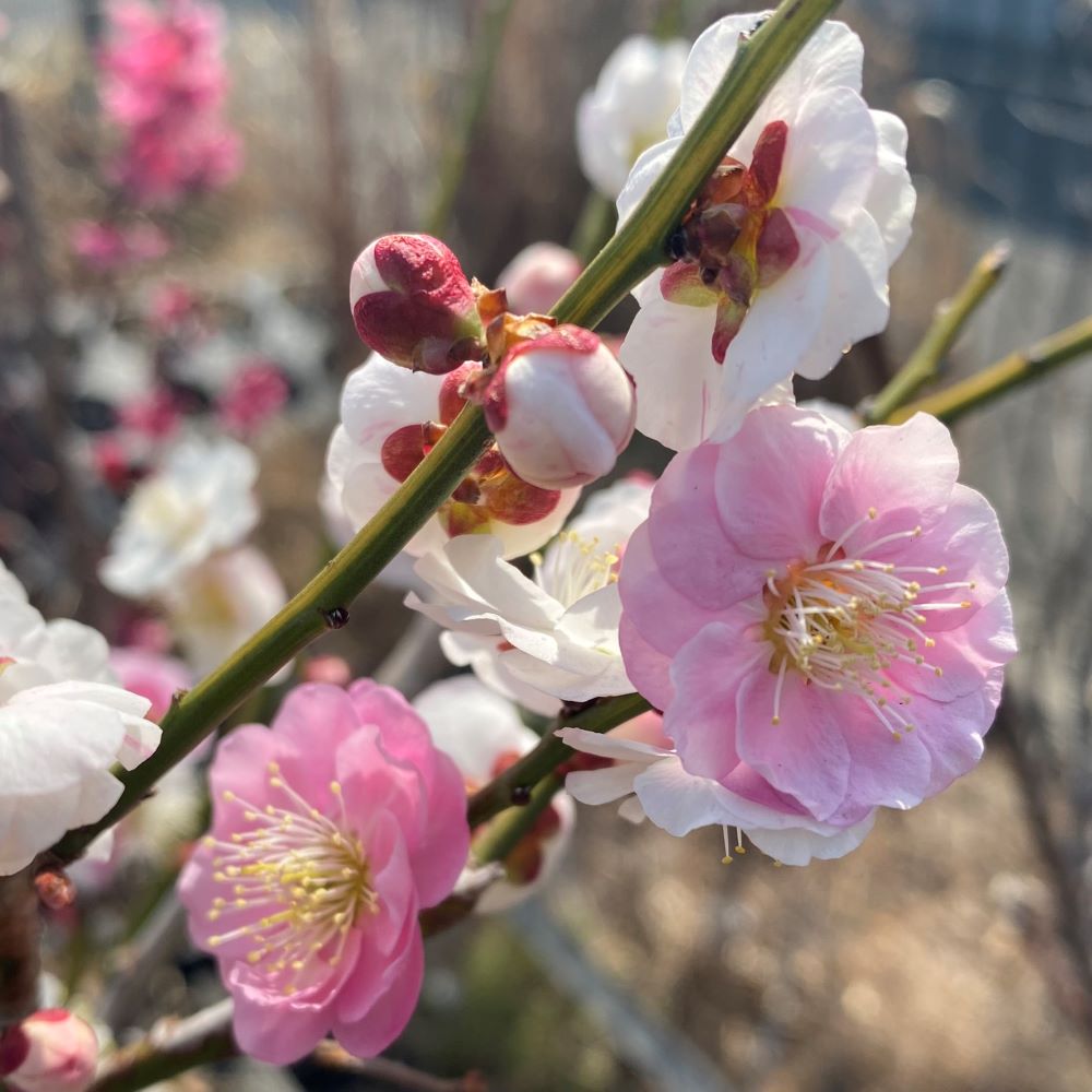 楽天市場】盆栽(種類(植物)ウメ)(花・観葉植物|花 楽天市場】盆栽(種類(植物)ウメ)(花・観葉植物|花