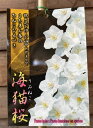 桜 苗木 海猫桜 ウミネコサクラ 苗木 苗 【庭木花木・桜・サクラ・さくら】