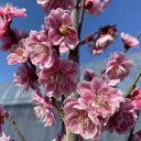 【6寸鉢植え】春の寿 花梅 苗木 ハルノコトブキ はるのことぶき【庭木 花木 花梅 はなうめ ハナウメ】