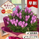 【早割】 敬老の日 プレゼント リンドウ メルヘンアシロ 5号鉢 送料無料 敬老ギフト 花 鉢植え りんどう