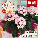 【早割】 敬老の日 プレゼント ニオイザクラ 5号鉢 送料無料 敬老ギフト 花 鉢植え ルクリア