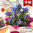 【早割】 敬老の日 プレゼント リンドウ いわて乙女 5号鉢 送料無料 敬老 ギフト 花 鉢植え りんどう 岩手乙女