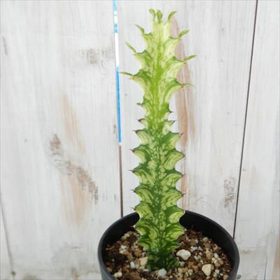 caユーフォルビア 沖天閣交配錦 Euphorbia ingens hyb f.variegata 多肉植物 ユーフォルビア 3.5号鉢
