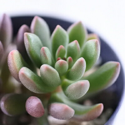 多肉植物 skセダム オレンジドリーム 多肉植物 セダム 7.5cmポットのサムネイル