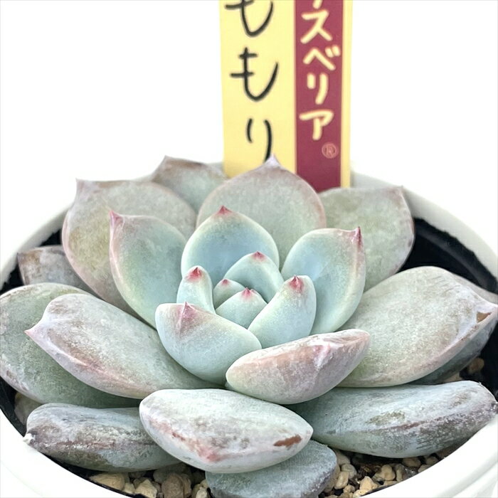 楽天市場】多肉植物 oriミックスベリア No.007 ももりん 多肉 楽天市場】多肉植物 oriミックスベリア No.007 ももりん 多肉