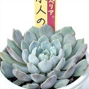 多肉植物 oriミックスベリア No.021 小人の渚 多肉植物 おらいさん苗 送料無料 エケベリア 6cmポット