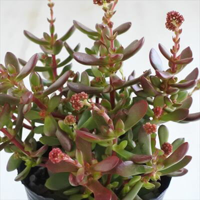 多肉植物 seクラッスラ 紅稚児 多肉植物 クラッスラ 9cmポットのサムネイル