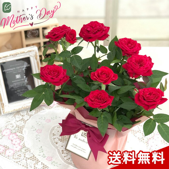 【遅れてごめんね】母の日 プレゼント ミニバラ スターローズ レッド 4号鉢 送料無料 母の日ギフト 花 鉢植え バラ