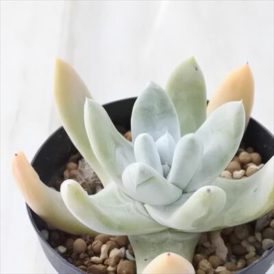 多肉植物 caダドレア パキフィツム 多肉植物 ダドレア 9cmポットのサムネイル