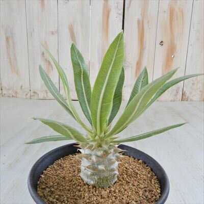 多肉植物 caパキポディウム ホロンベンセ 9cmポット 多肉植物 パキポディウム コーデックスのサムネイル