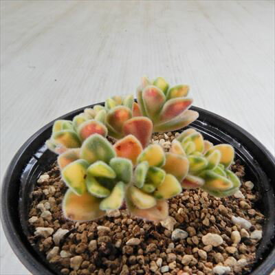 多肉植物 hmアエオニウム アイクリソン錦 多肉植物 リンドレイ錦 6cmポットのサムネイル