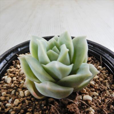 多肉植物 hmエケベリア ラブリーローズ 多肉植物 エケベリア 6cmポットのサムネイル