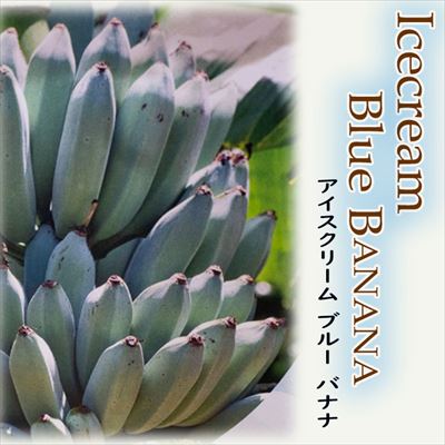 アイスクリームバナナ 苗 5号鉢 送料無料 ブルーバナナ 苗木 果樹苗のサムネイル