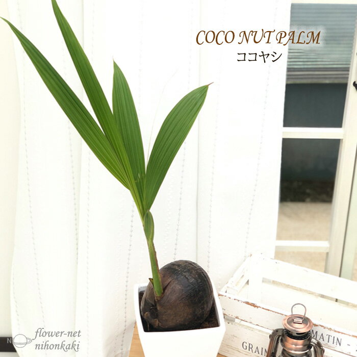 ヤシ ココヤシ 6号鉢 陶器鉢 送料無料 観葉植物 苗 インテリア おしゃれ ココナッツパーム ヤシの実