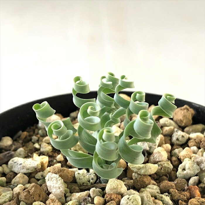 多肉植物 caアルブカ コンコルディアナ 多肉植物 アルブカ 7.5cmポットのサムネイル